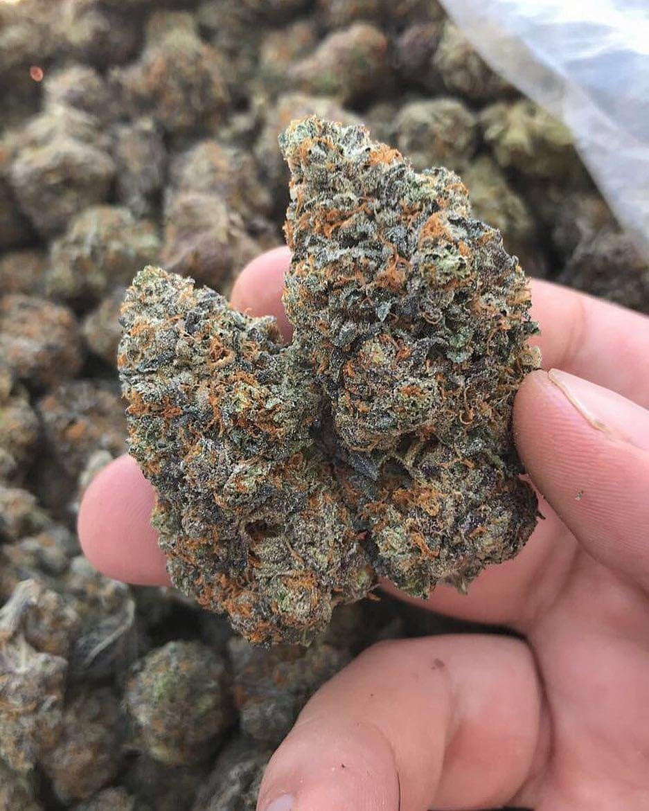 Gelato THC Weed In Dubai